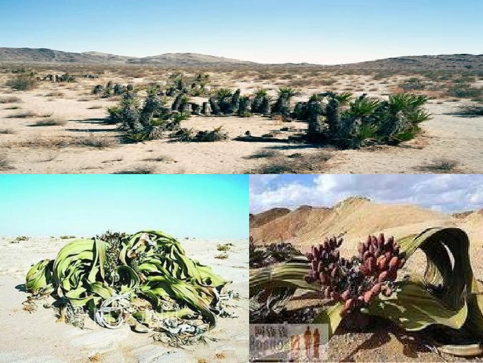 人生难免有挫折（公开课）_第3页