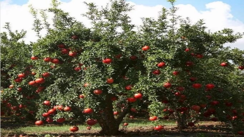 《石榴》PPT_第2页