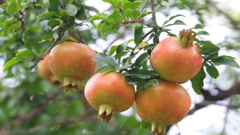 《石榴》PPT_第3页