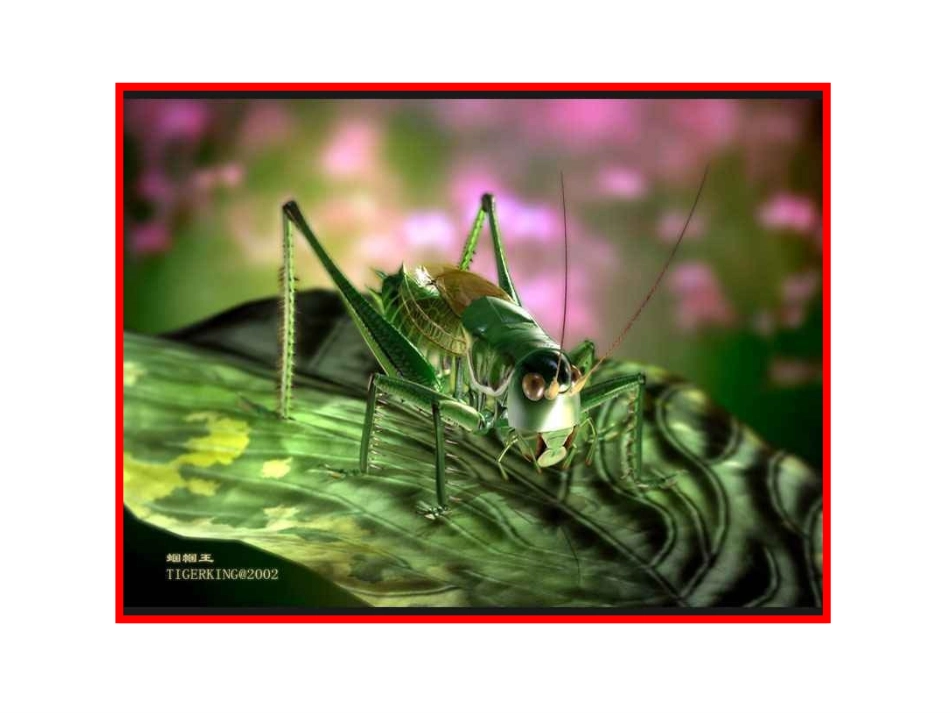 《绿色蝈蝈》课件_第2页