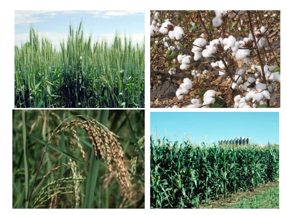 调查我们身边的生物_第2页