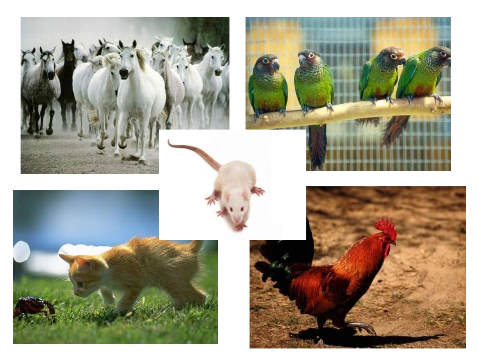 调查我们身边的生物_第3页