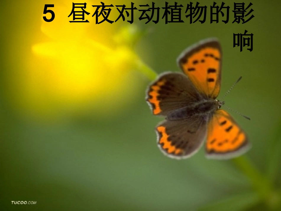 六年级科学上册一植物的生命系统4植物是怎样繁殖的第一课时课件_第1页