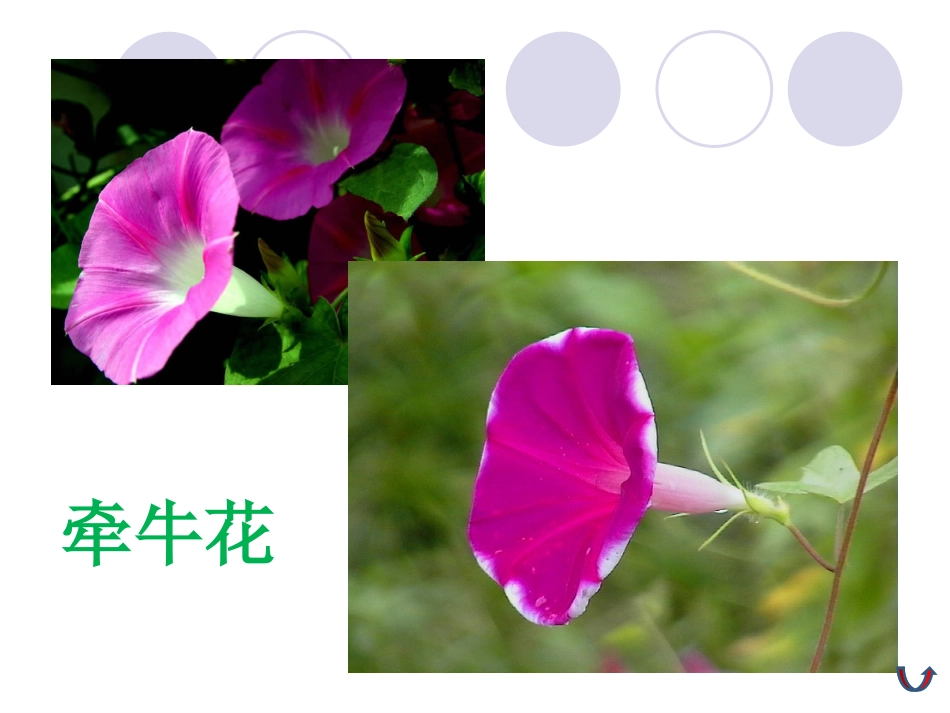 六年级科学上册一植物的生命系统4植物是怎样繁殖的第一课时课件_第3页