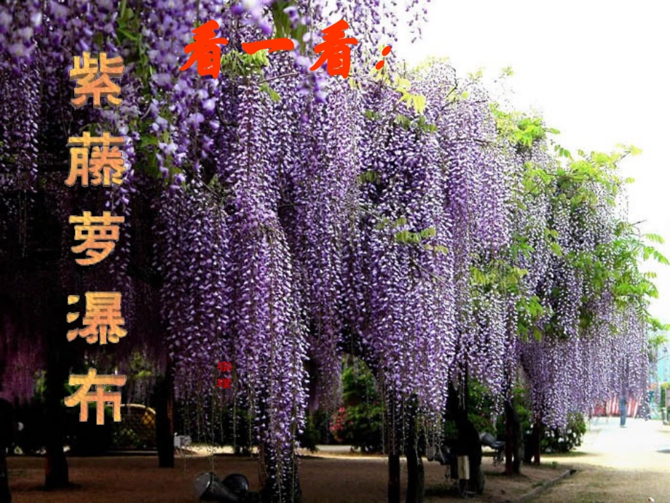 紫藤萝瀑布课件_第2页