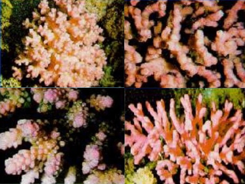 《富饶的西沙群岛》PPT课件_第3页