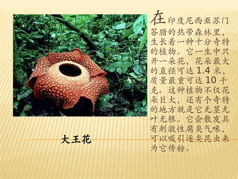 走进花的世界1_第2页