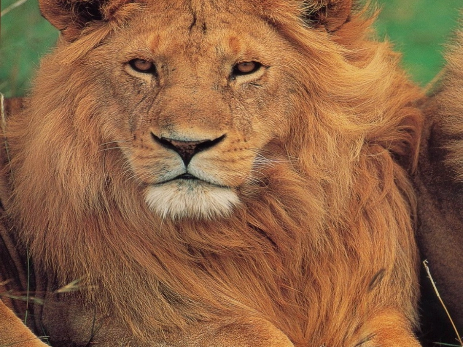 教科版小学科学六年级上册《种类繁多的动物》课件_第2页