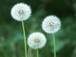 五年级语文上册《”精彩极了“和”糟糕透了“》