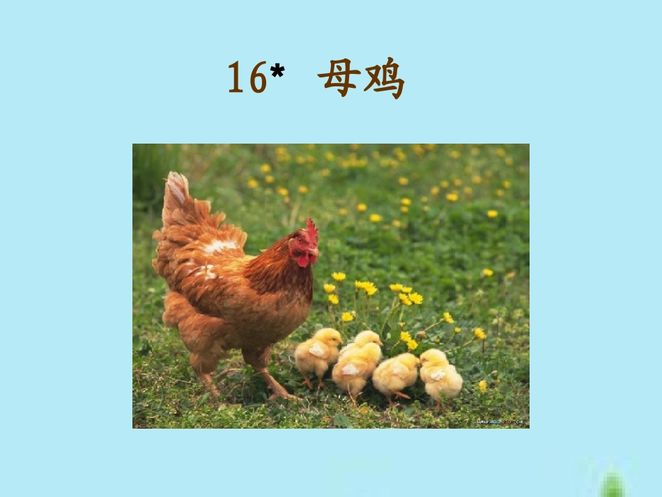 四年级语文上册母鸡PPT_第1页