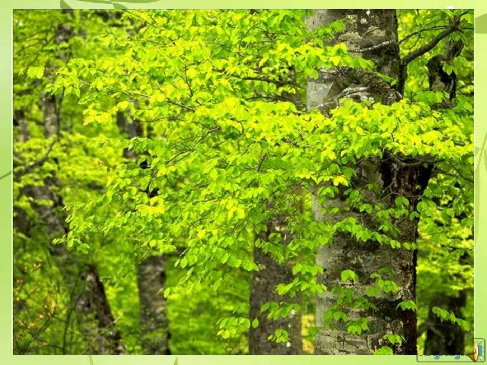 三年级上语文课件美丽的小兴安岭_第2页