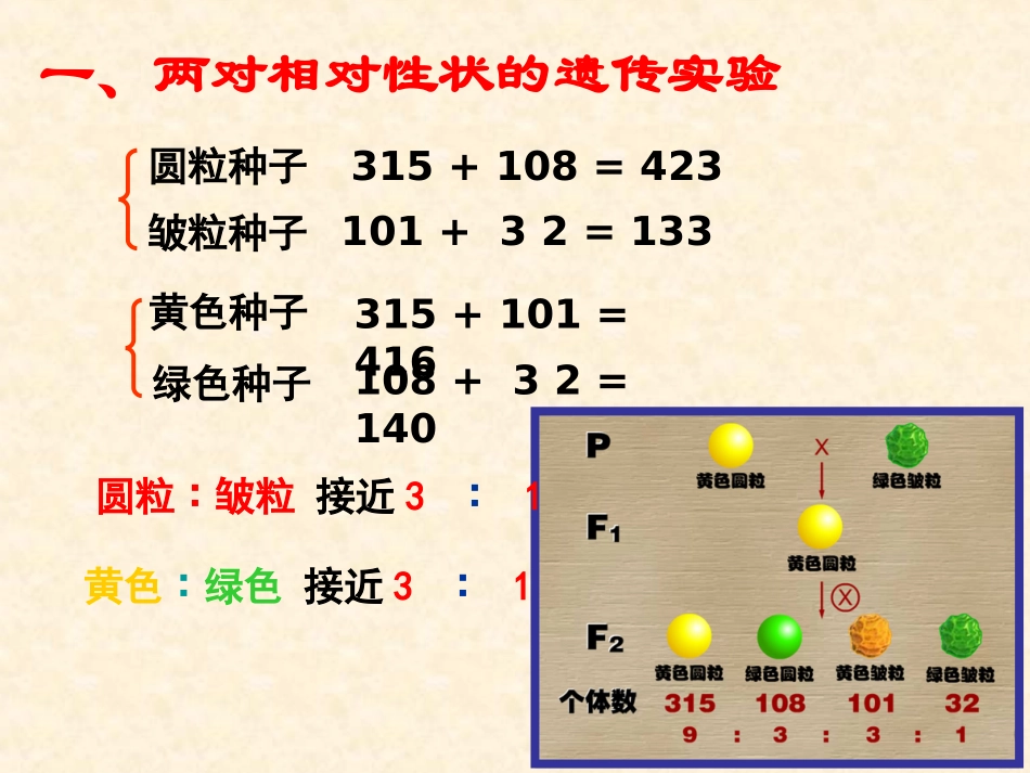 【生物】12孟德尔的豌豆杂交实验（二）课件2（人教版必修2）_第3页