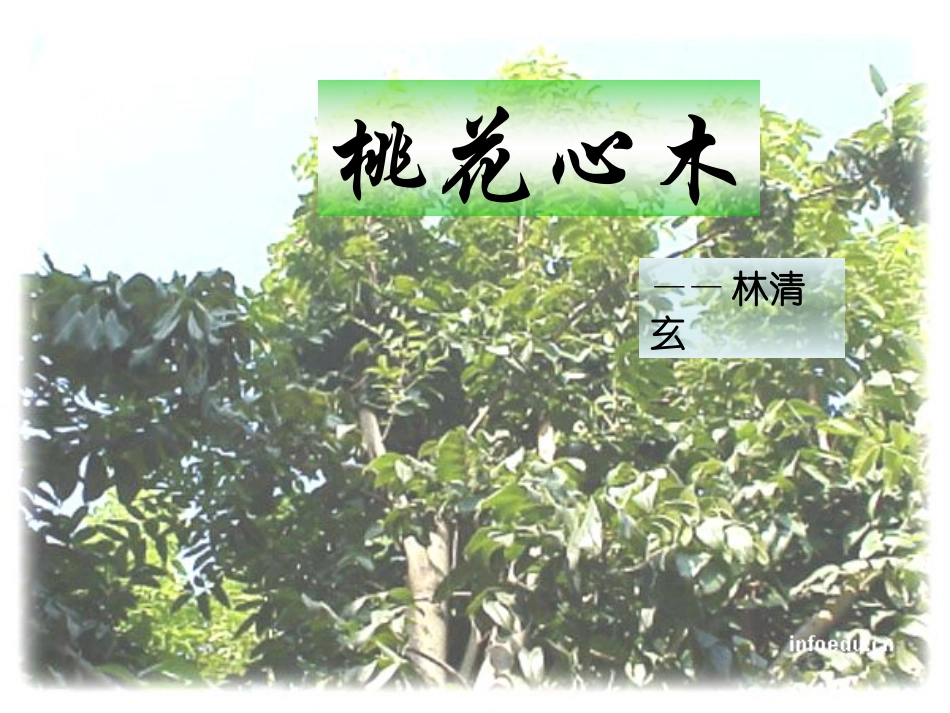 人教新课标语文六年级下册《桃花心木》课件_第1页