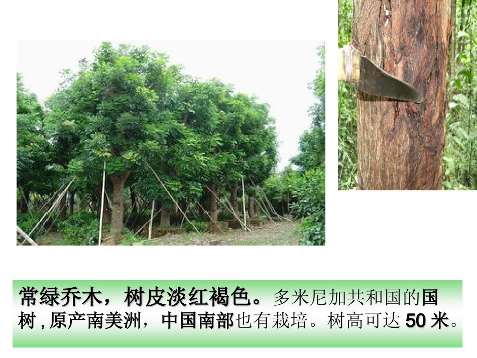 人教新课标语文六年级下册《桃花心木》课件_第2页