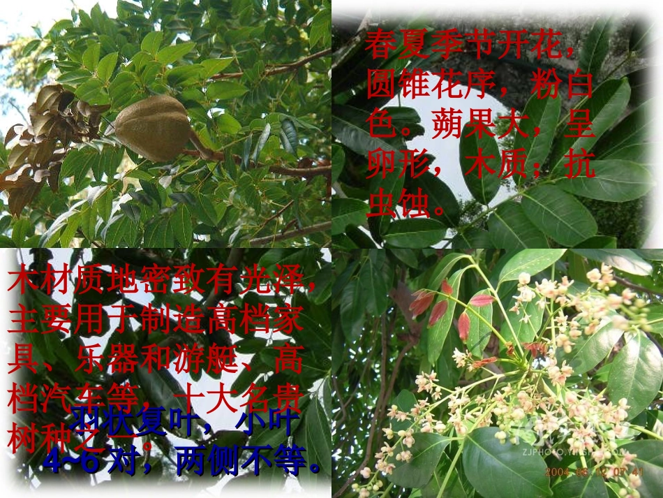 人教新课标语文六年级下册《桃花心木》课件_第3页