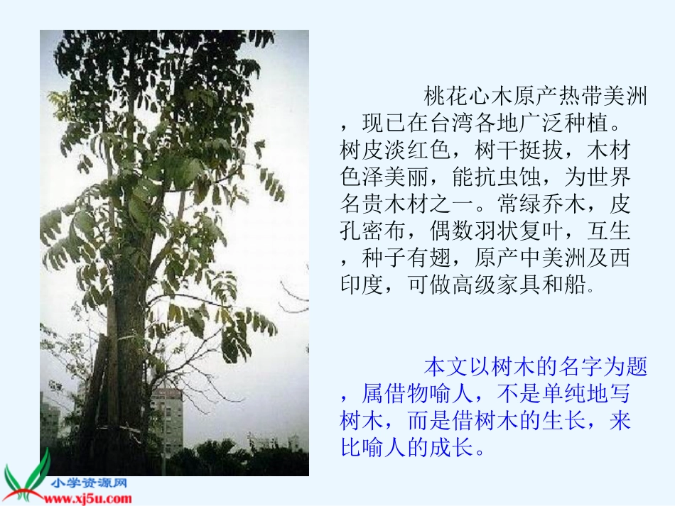 《桃花心木_4》PPT课件_第3页