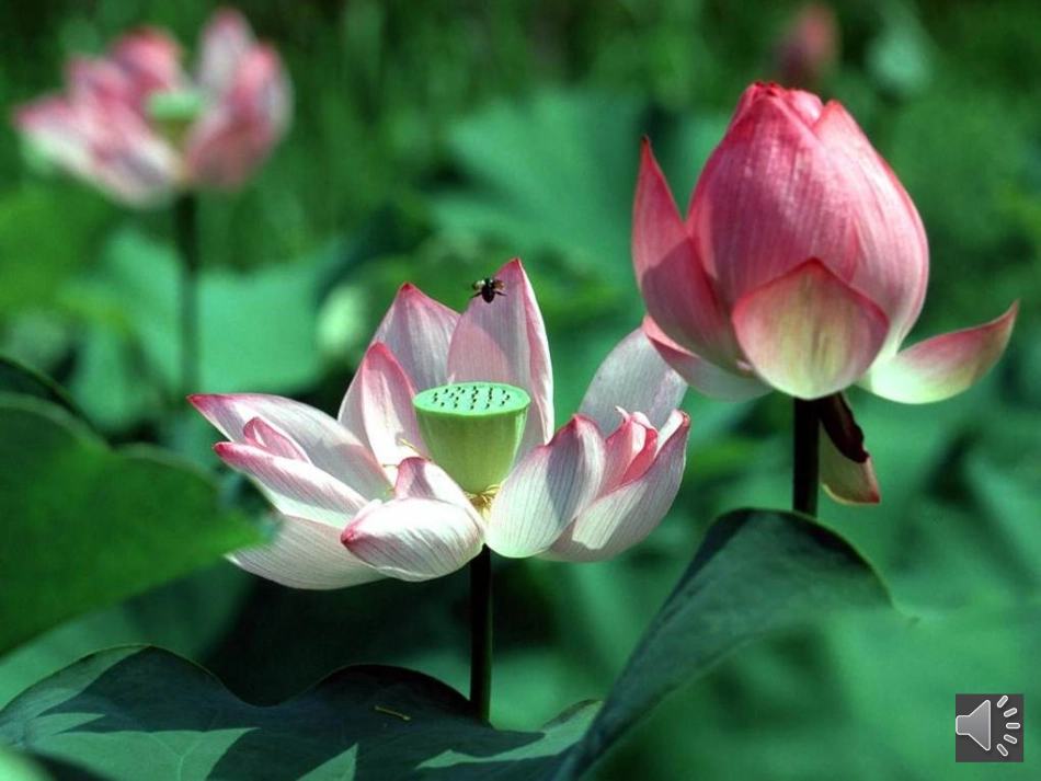 《荷塘旧事》PPT_第2页