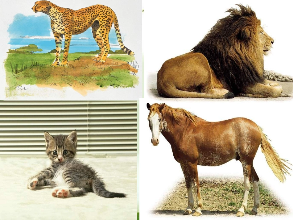 新课标人教版第一册语文比尾巴_第3页