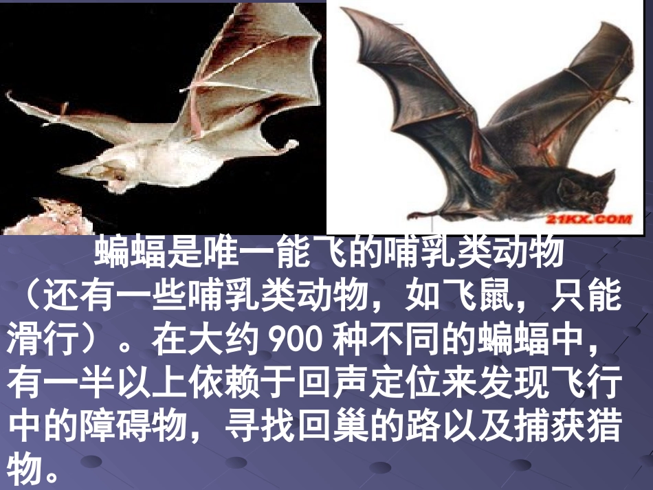 蝙蝠和雷达四年下册语文课件_第2页