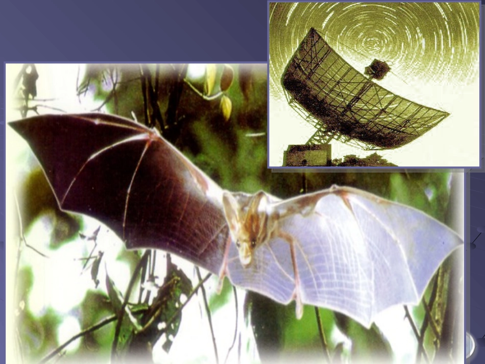 蝙蝠和雷达四年下册语文课件_第3页