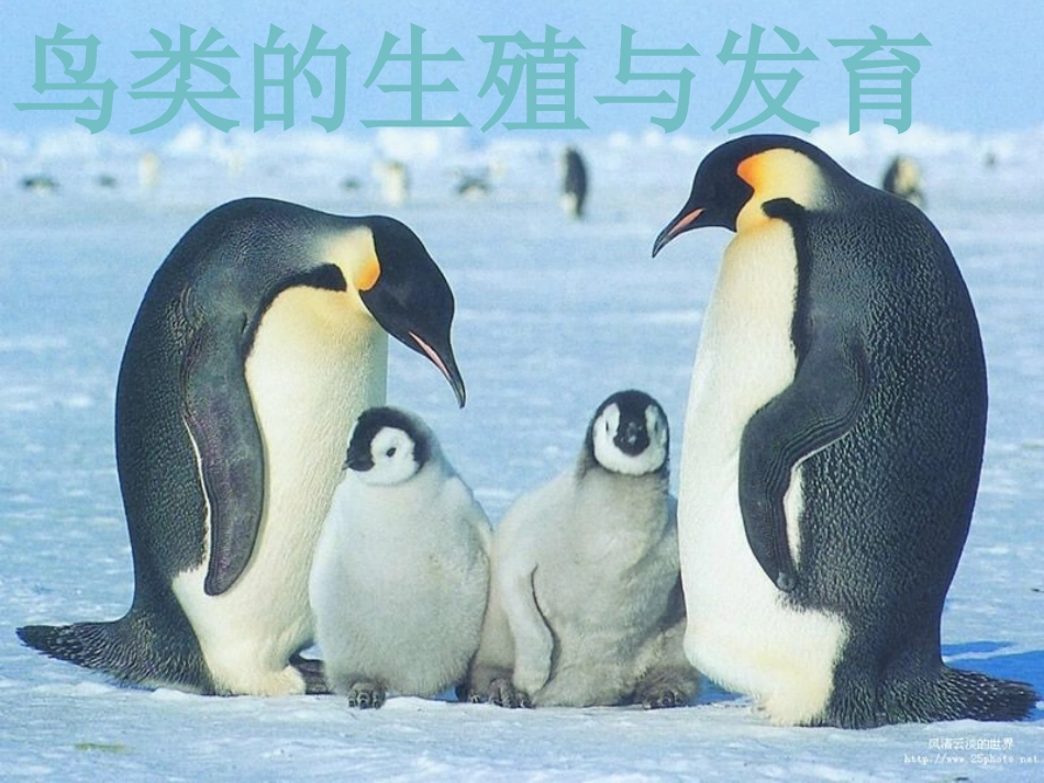 鸟类的生殖与发育_第1页