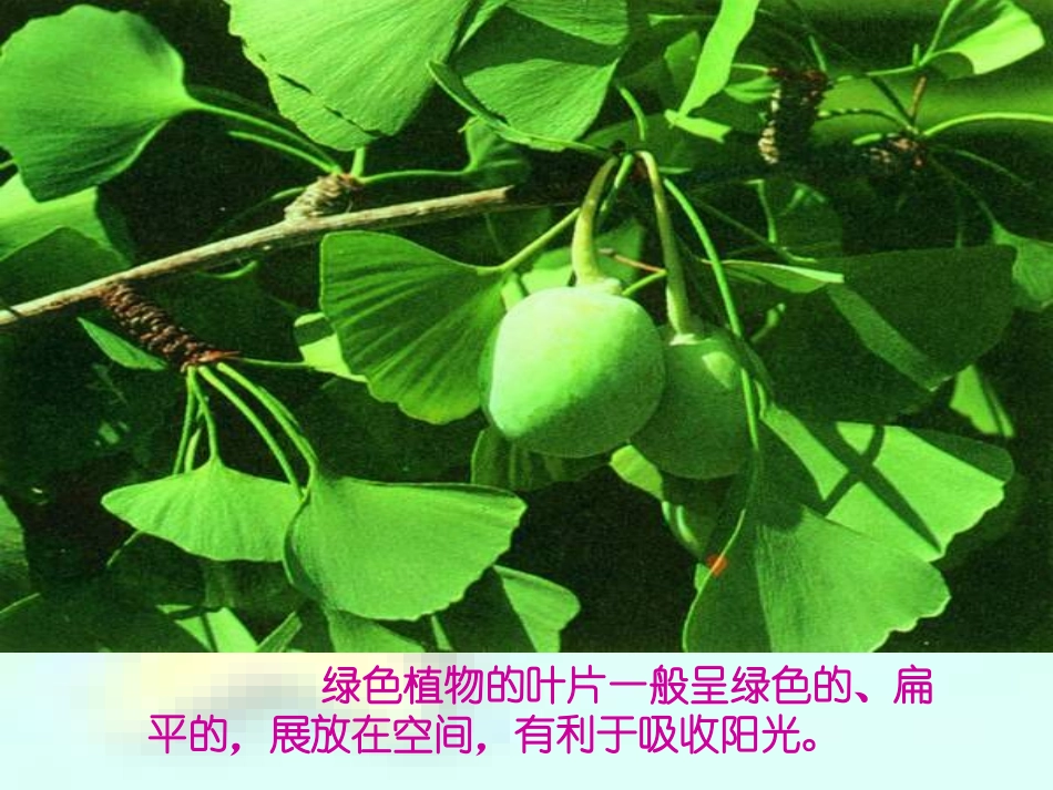 植物光合作用的场所课件_第2页