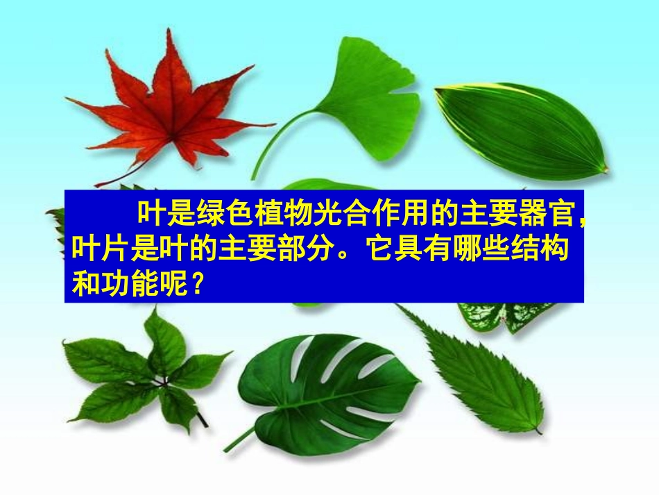 植物光合作用的场所课件_第3页