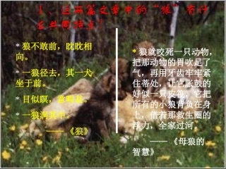 狼与母狼的智慧对比课件