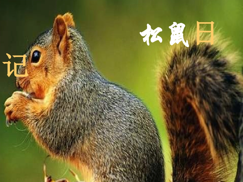 松鼠日记(1)_第1页