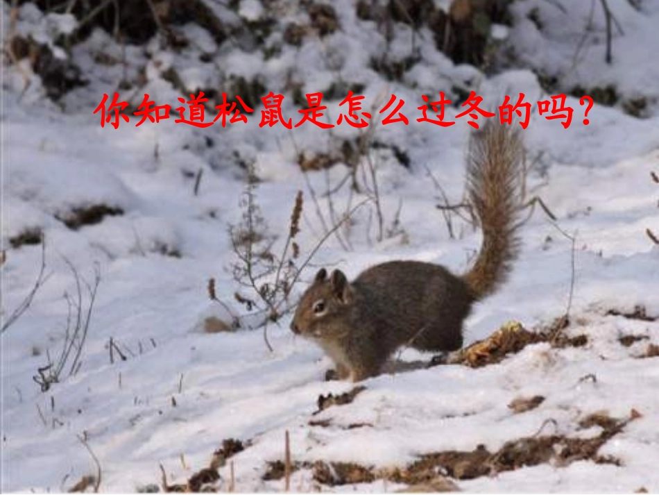 松鼠日记(1)_第2页