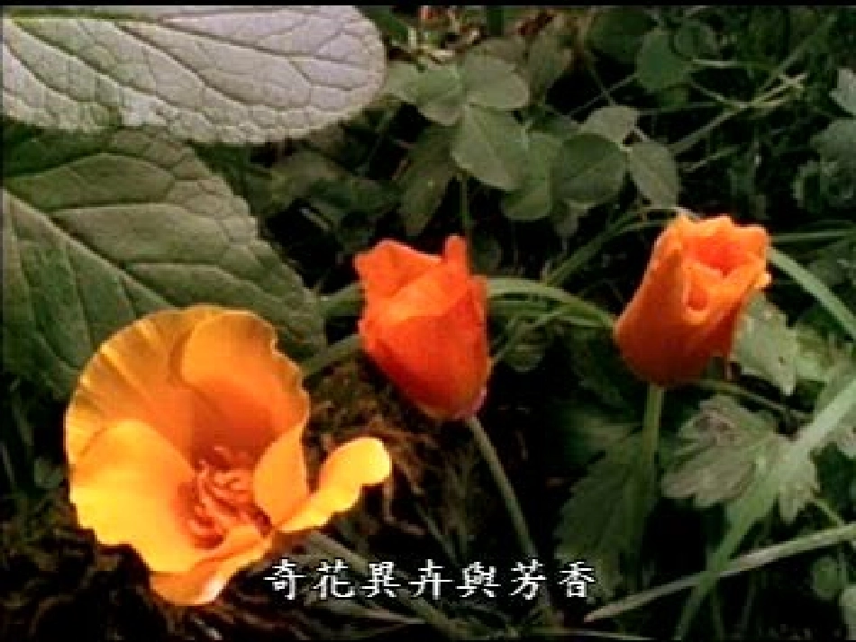 植物的开花和结果 (2)_第1页
