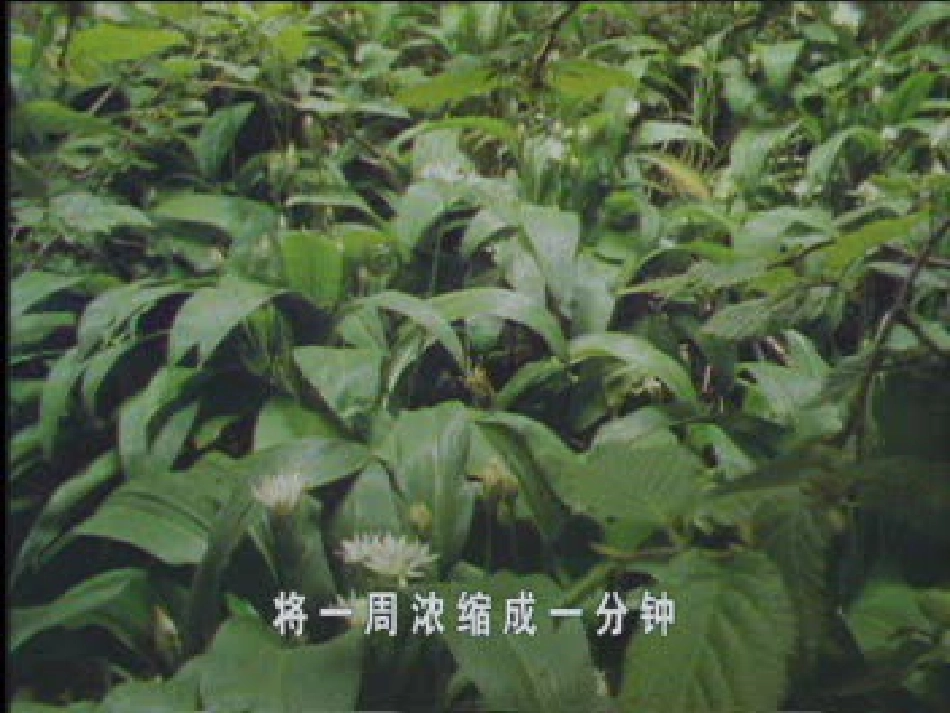 植物的开花和结果 (2)_第2页