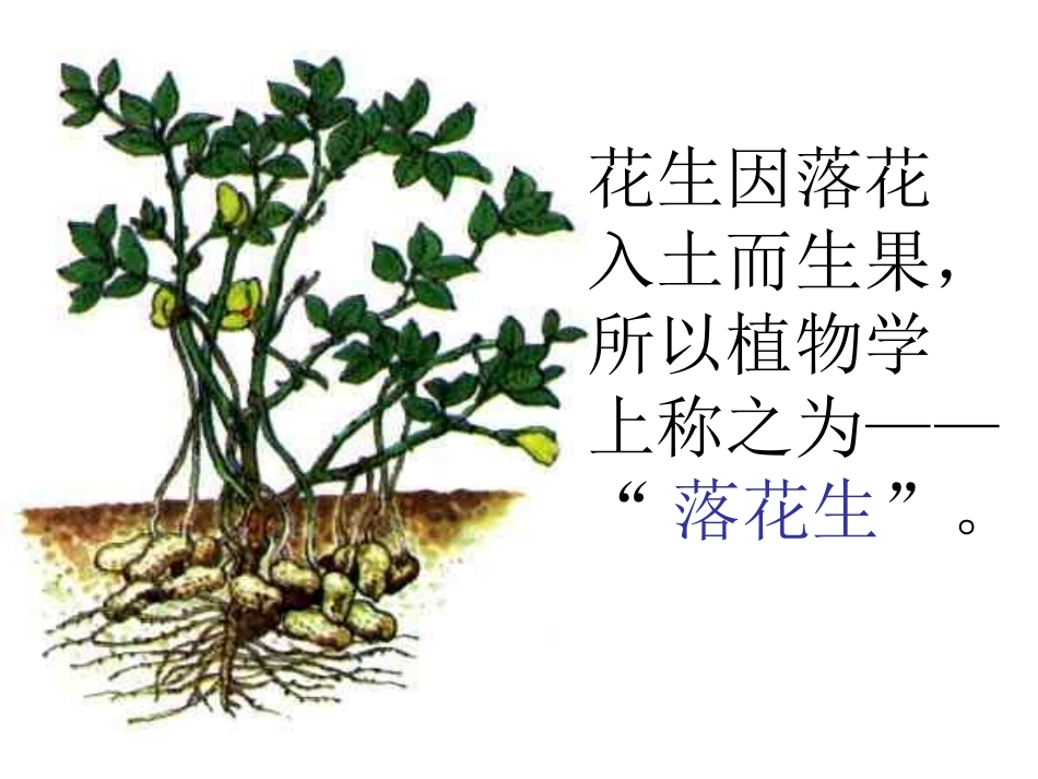 《落花生》课件_第2页