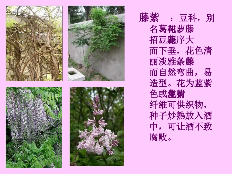 七年级语文紫藤萝瀑布1_第2页