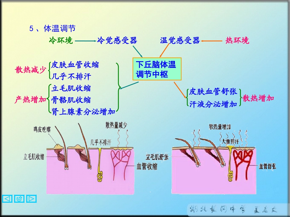 人的体温调节_第3页