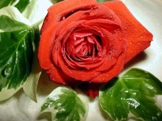 花儿为什么这样红1