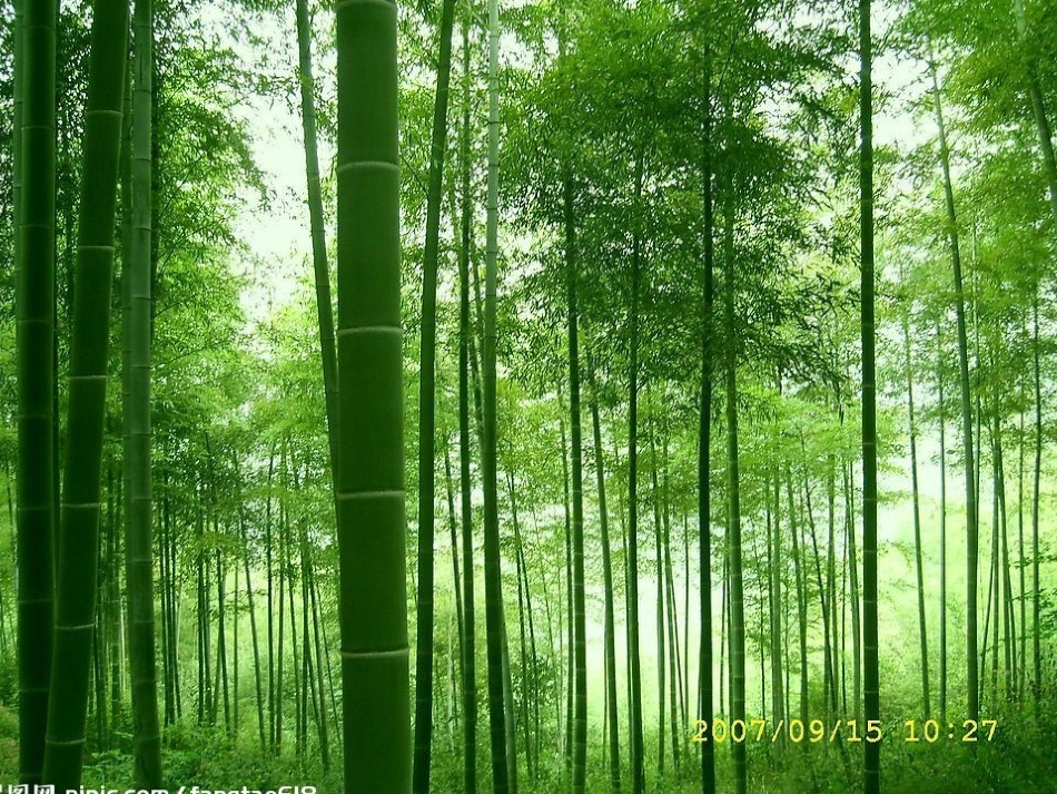 《梅花魂》课件3_第3页