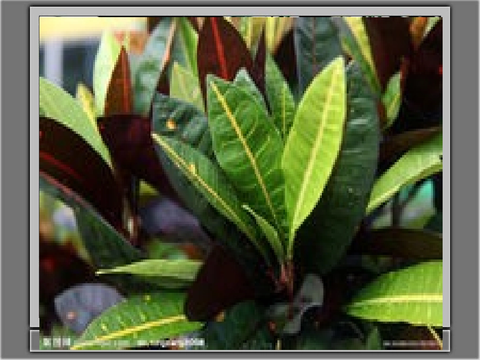 《植物的叶》课件1_第3页