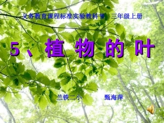 《植物的叶》课件1