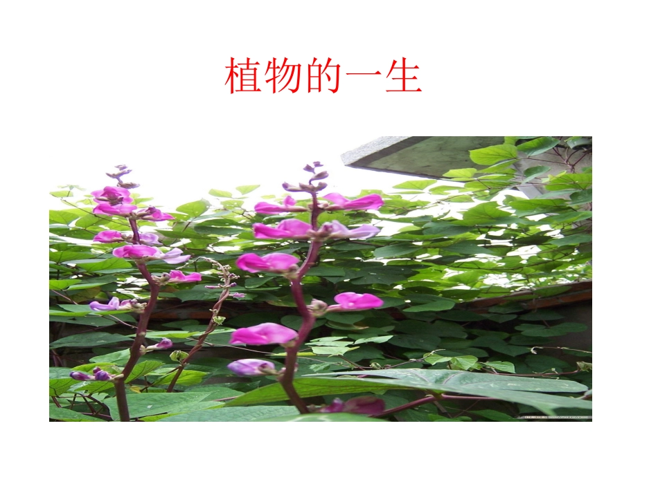 根和茎演示文稿_第1页