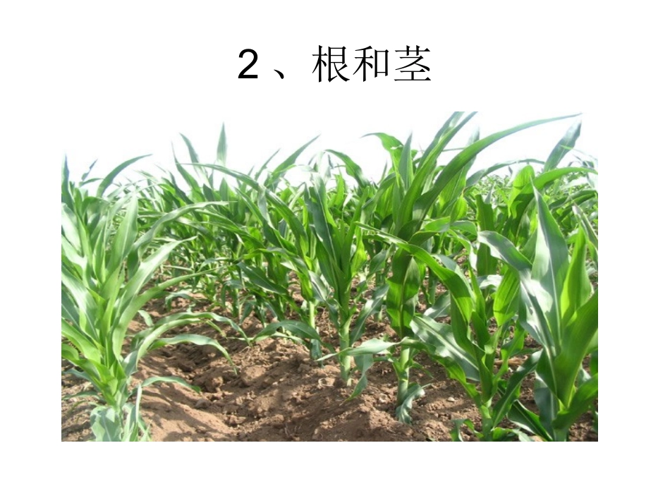 根和茎演示文稿_第2页