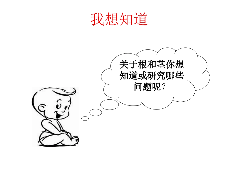 根和茎演示文稿_第3页