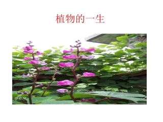 根和茎演示文稿