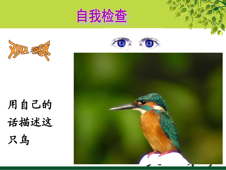 人教版三年级语文_5《翠鸟》课件_第3页