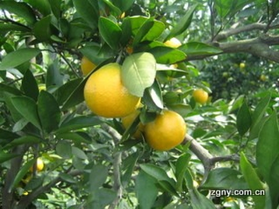 三峡之秋 (2)_第3页