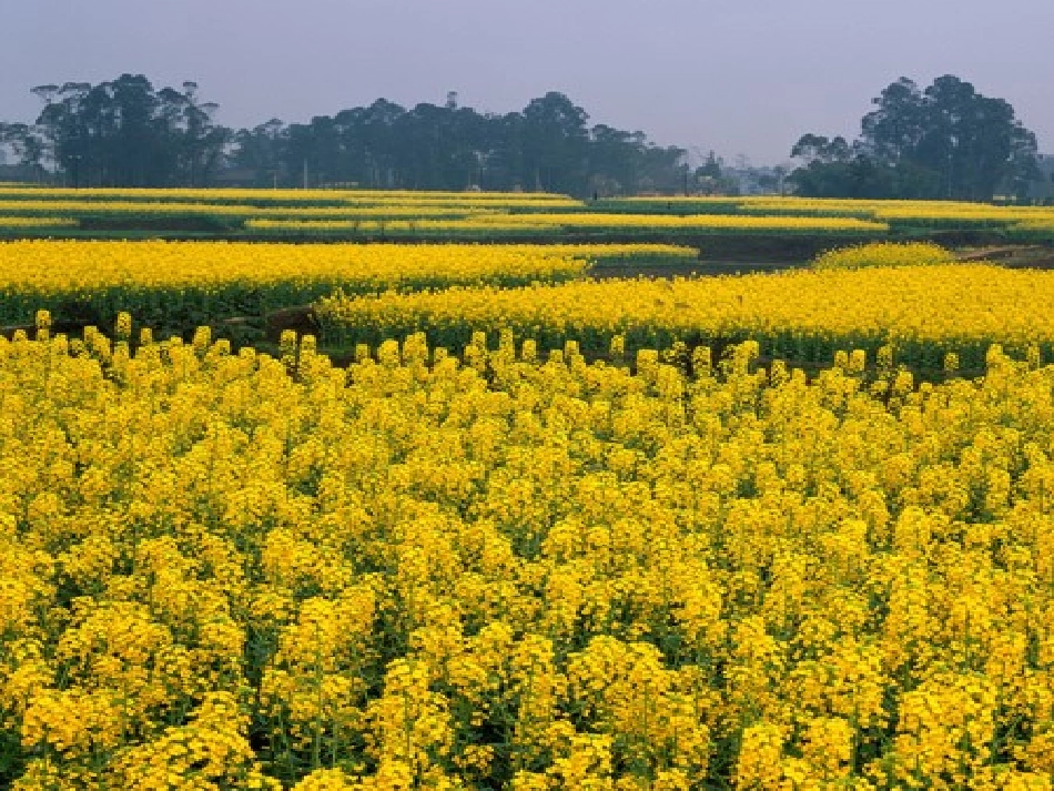 《燕子》课件 (2)_第3页