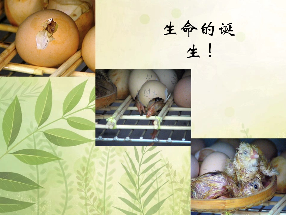 短文两篇《蝉》《贝壳》课件（16页）_第2页