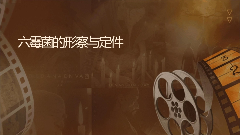 六霉菌的形态观察与鉴定课件_第1页