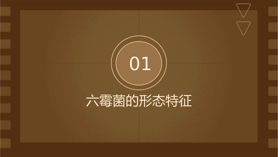 六霉菌的形态观察与鉴定课件_第3页