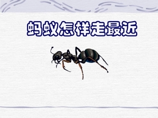蚂蚁怎样走最近